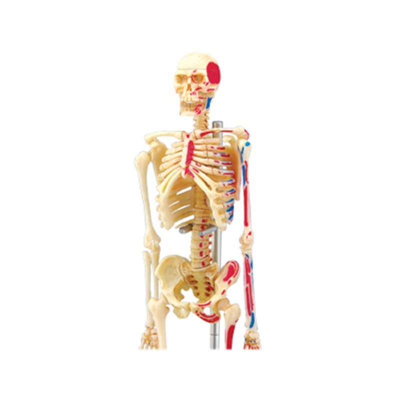4D Master Human Skeleton Anato - đánh giá và giá Medical Lab And Science